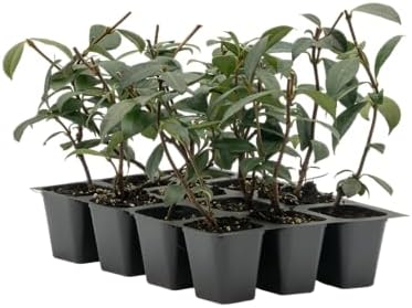 12 Live Star Jasmine Plants (Trachelospermum Jasminoides) – Fragrant Climbing Vine, Thriving in 2.5” Nursery Cubes