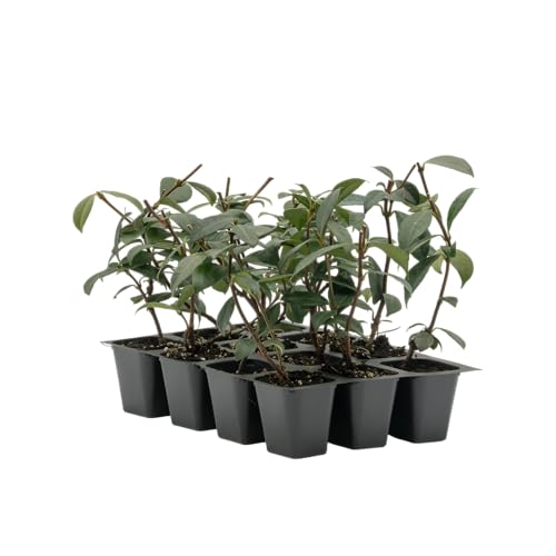 12 Live Star Jasmine Plants (Trachelospermum Jasminoides) – Fragrant Climbing Vine, Thriving in 2.5” Nursery Cubes