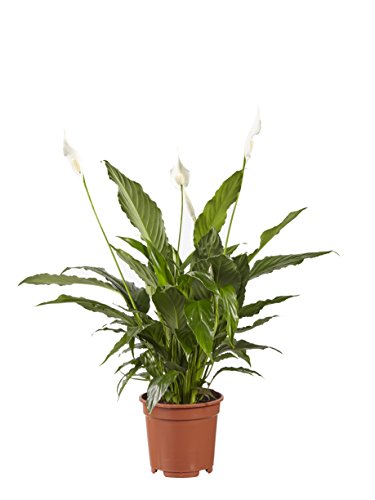 Plante d'intérieur de Botanicly – Fleur de lune – Hauteur: 70 cm – Spathiphyllum Vivaldi