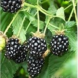 Hinterland Trading 30+ Pre-stratified Jumbo Thornless Blackberry Seeds