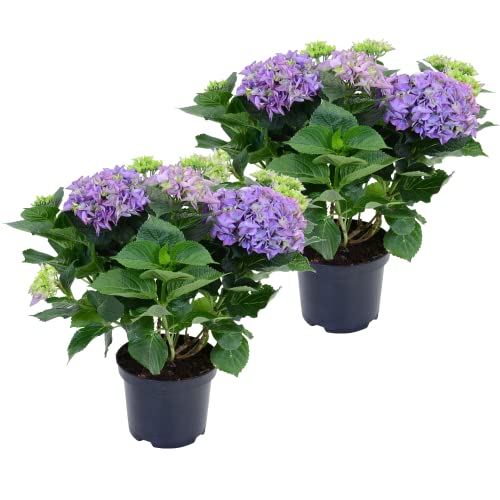 DECOALIVE Hydrangea Macrophylla - Plantas Vivas - Pack de 2 Plantas de Hortensia con Flor Azul