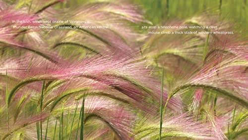 Falcons 1608185664 Book Cover