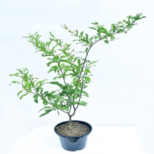 See full amazon price history chart for PlantaZee Pomegranate Fruit Plant Punica Granatum Live Plant anar plant Coman name- pomegranate Palnt PlantaZee Pomegranate Fruit Plant Punica Granatum Live Plant anar plant Coman name- pomegranate Palnt (B0BQF389DS) Amazon Price History, Amazon Price Tracker