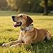 AKOFIC Taktisches Hundehalsband mit Griff, Breites Halsband Hund Gepolstert aus Nylon, Verstellbar Robuster Dog Collar mit Metallschnalle für Mittlere Große Hunde (Dunkelkhaki, M)