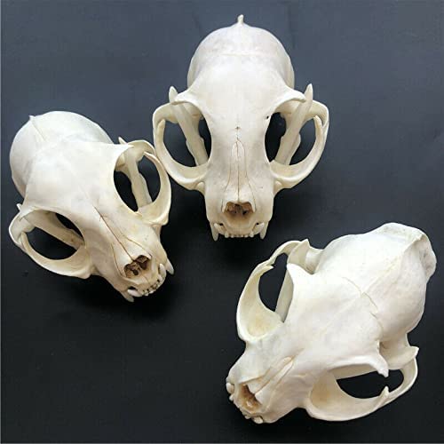Taxidermy Real Bone Skull, Animal Bones Real for Craft, Skull Decoration for Home, Specimen Collectibles Study, 3' (3)