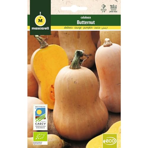 Mascarell Semillas, CALABAZA BUTTERNUT, Semillas Ecológicas, 3 Gramos