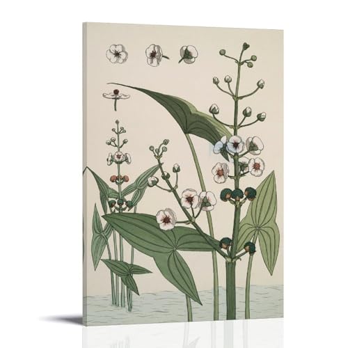 Affiche Sagittaire Art Nouveau sur toile de haute qualité aux illustrations botaniques durables
