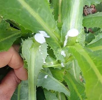 50pcs Wild Lettuce Seeds (Lactuca virosa) Heirloom - Non GMO - Open Pollinated
