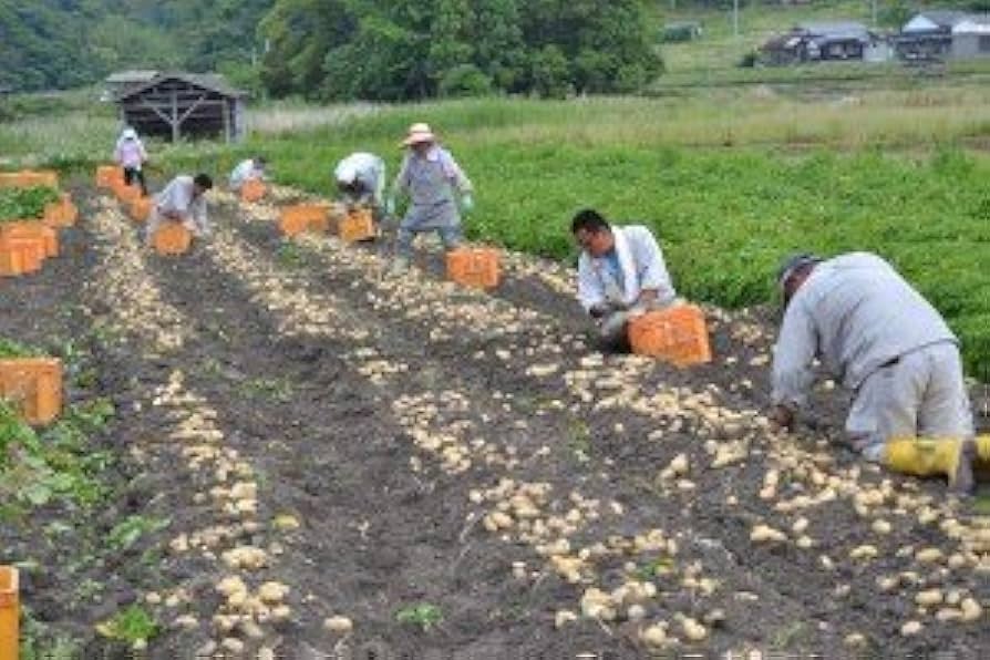 大人気品種の　メークイン 64 Amazon | ジャガイモ メークイン訳あり品 25年新物 茨城県産 M