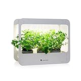 Haben Sie frische Kräuter für verschiedene Anlässe zu Hause