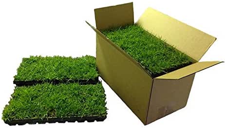 Zoysia Plugs - 100 Full Zoysia Grass Plugs | Mature