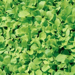 Sementi per orto CICORIA ZUCCHERINA DI TRIESTE Papillon