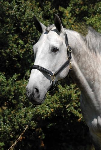 Vespucci Double Raised Leather Halter Horse