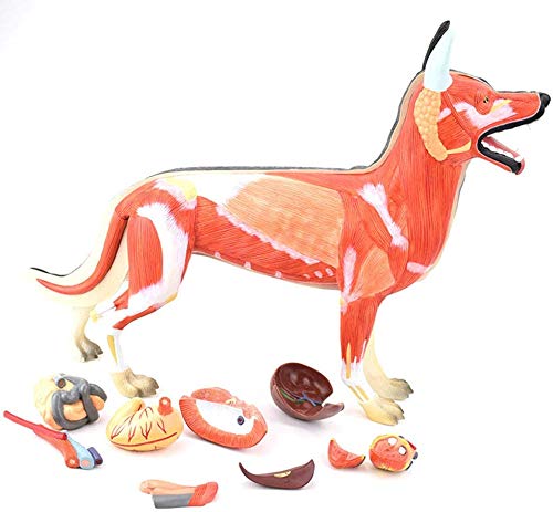 Amazon.co.jp: 上訴犬の筋肉の解剖学モデル、ショー犬の生理学や組織