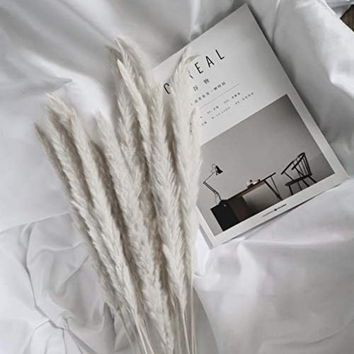 Uplord 20 Pcs Soft Reed Dried Flowers,Natural Dried Pampas Grass,Small Reed Plumes,Wedding Flower Bunch,Home Furnishing Living Room Shooting Props Pampas Reed Flowers