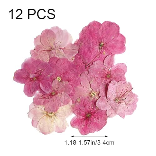 12 flores prensadas secas para manualidades miniatura 6