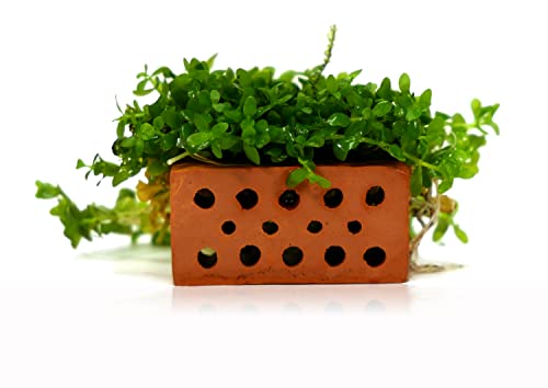GARNELEN4YOU® Mini Ziegel | Premium Garnelen-Ziegel für Aquarien | Made in Germany | plastikfreie Verpackung | Miniatur Backstein Ziegelstein (10 Mini-Ziegel)