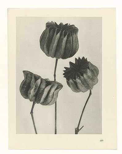 Tableaux graffiti art mural Karl Blossfeldt pour donner de la vie aux murs vides