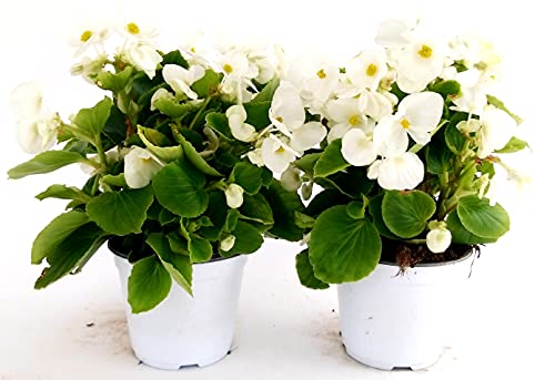 POWERS TO FLOWERS - BEGONIA BIG FOGLIA VERDE A FIORE BIANCO, 2 PIANTE VASO 14 CM, BEGONIA DRAGON, piante vere