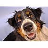 Dog Vision Bites - Dog Eye Health - Advanced Formula - Benefits Vision - Immune Support - Dog Vitamin and Minerals - 1 Bottle (60 Treats)