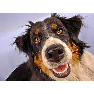 Dog Vision Bites - Dog Eye Health - Advanced Formula - Benefits Vision - Immune Support - Dog Vitamin and Minerals - 1 Bottle (60 Treats)