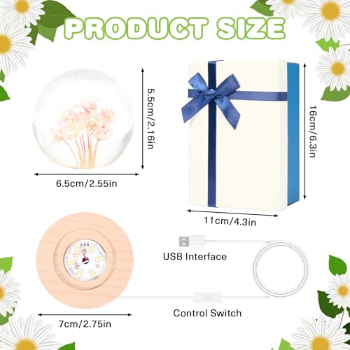 Image of Daisy Lamp,2.4-Inch Flower Crystal Ball Night Light, Real Daisies Inside with Wood Base, Warm Bedroom Glow (Daisy)