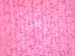 EISCO Elodea, Submerged Leaf - Prepared Microscope Slide - 75 x 25mm - Microscopy