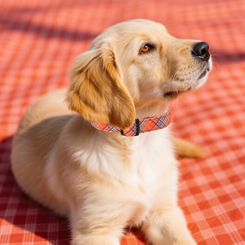 Collier de sécurité Maca Bates réglable pour petit chien bleu S