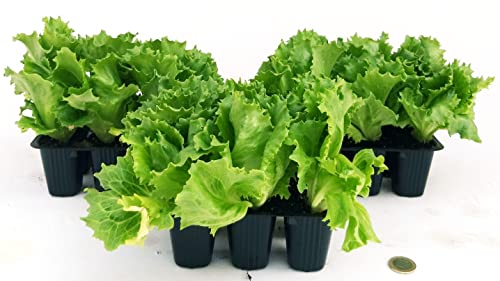 POWERS TO FLOWERS - LATTUGA ICEBERG, 18 PIANTE BIO, Piante vere
