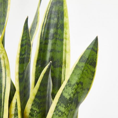 Sansevieria Planta de Interior para Decorar Salones Luminosos 4