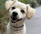 Daisy's Dog Collars