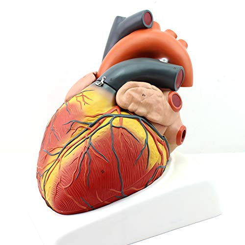 Buy LXT PANDA Anatomical Heart Model, Human Heart Anatomy Model 4 Piece