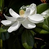 AMDGarden Pianta di Magnolia Grandiflora Foglie Grandi Sempreverde in Vaso 18 cm