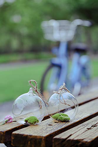 Succulent Style 6 x 10 cm di vetro sospeso palla