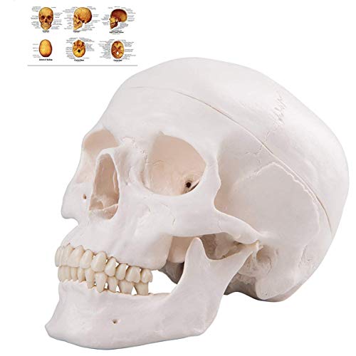 Image of Human Skull Anatomical Model, Life Size Replica Adult Human Anatomy Head Model with Removable Skull Cap and Articulated Mandible, Labeled Diagram Poster Included