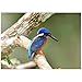 Martin Pescatore Dalle Orecchie Blu (Alcedo Meninting), Thailandia - Premium 1000 Pezzi Puzzle - MyPuzzle Collezione speciale di Puzzle Galaxy