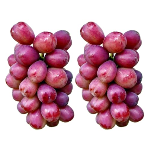 我が道 2房[2026年9月上旬発送開始](茨城県共通品:大子町) シャインマスカット ウインク 葡萄 ブドウ ぶどう 果物 フルーツ 希少