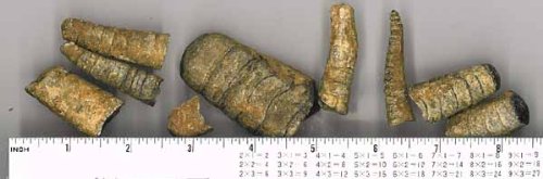 Bulk Fossils - Orthoceras Sea Squid - 1 lb - 40+ Pieces from DINOSAURS ROCK®