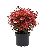Red Burning Bush Shrub Live Plant, 2.5 Inches Pot, Dwarf Burning Bush Live Plant