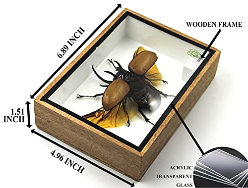 TAXIBUGS Echte 5-gekrönter Spreizflügel im Holzbilderrahmen, Eupatorus Gracilicornis