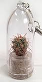 Palms Cactus Live Terrarium Plant Keychain Accessory