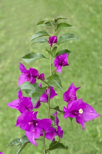 Image of Rare Bougainvillea Live Flower Plant || Healthy Live Plant with Grow Bag & Secure Packing || Beautiful Flower Garden Decoration (pulple)