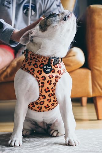 Spiced Honey Leopard Dog Collar XS, Orange, extra small - Image 4