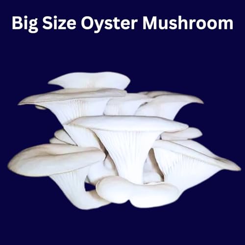 Image of White Big-Size Oyster Mushroom Growing Spawn /Seed (200 Gm + 2 PP Bags), First Generation Edible F1 PO Variety High Yield Big Petal White Oyster Mushroom Seed for Mushroom Farming