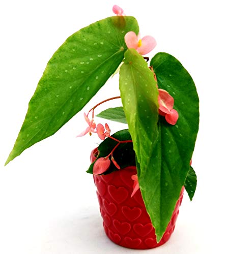 POWERS TO FLOWERS - BEGONIA TAMAYA, CORALLINA, TAMAIA, IN VASO CERAMICA CUORI, versione mini, pianta vera