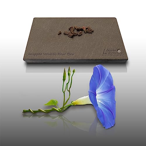 15 graines Fleurs à semer - Le Grenier d'Abondance - IPOMEE Géante bleu d'azur H. 5 Mètres - Ipomoea