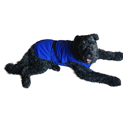 Manteau rafraîchissant pour chien évite les coups de chaleur L