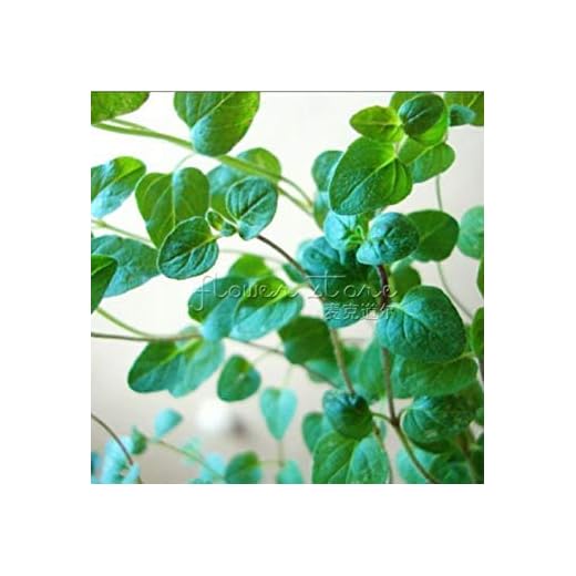 Zoomy Far 400 Orégano italiano Gran Jardín Semillas ~ especial increíble como cocinar