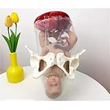 Female Childbirth Model, Midwifery Training Model Dynamic Childbirth Simulation Tool with Separable Baby and Pelvis with Doll/with Umbilical Cord/Amnion with Placenta