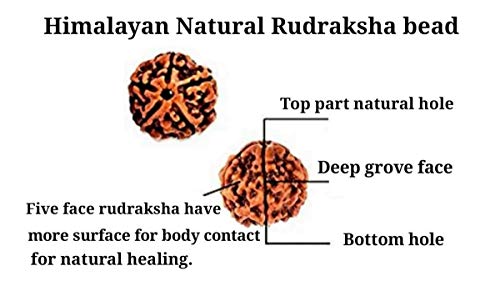 Himalayan organic five face Rudraksha necklace mala. Standard size 108 beads grown up in Himalaya of Nepal without chemical, wax and color treatment - Thumbnail 6